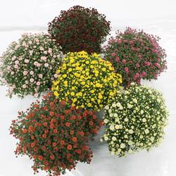 Chrys.mix Kügel T19 H040