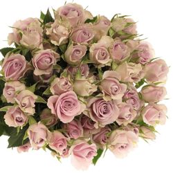 Rose verzweigt Milka Silver Shadow 5+Blüte 60cm