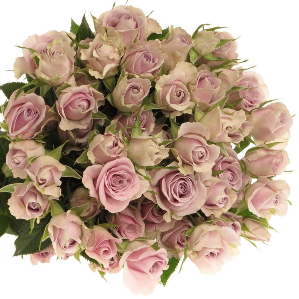Rose verzweigt Milka Silver Shadow 5+Blüte 60cm