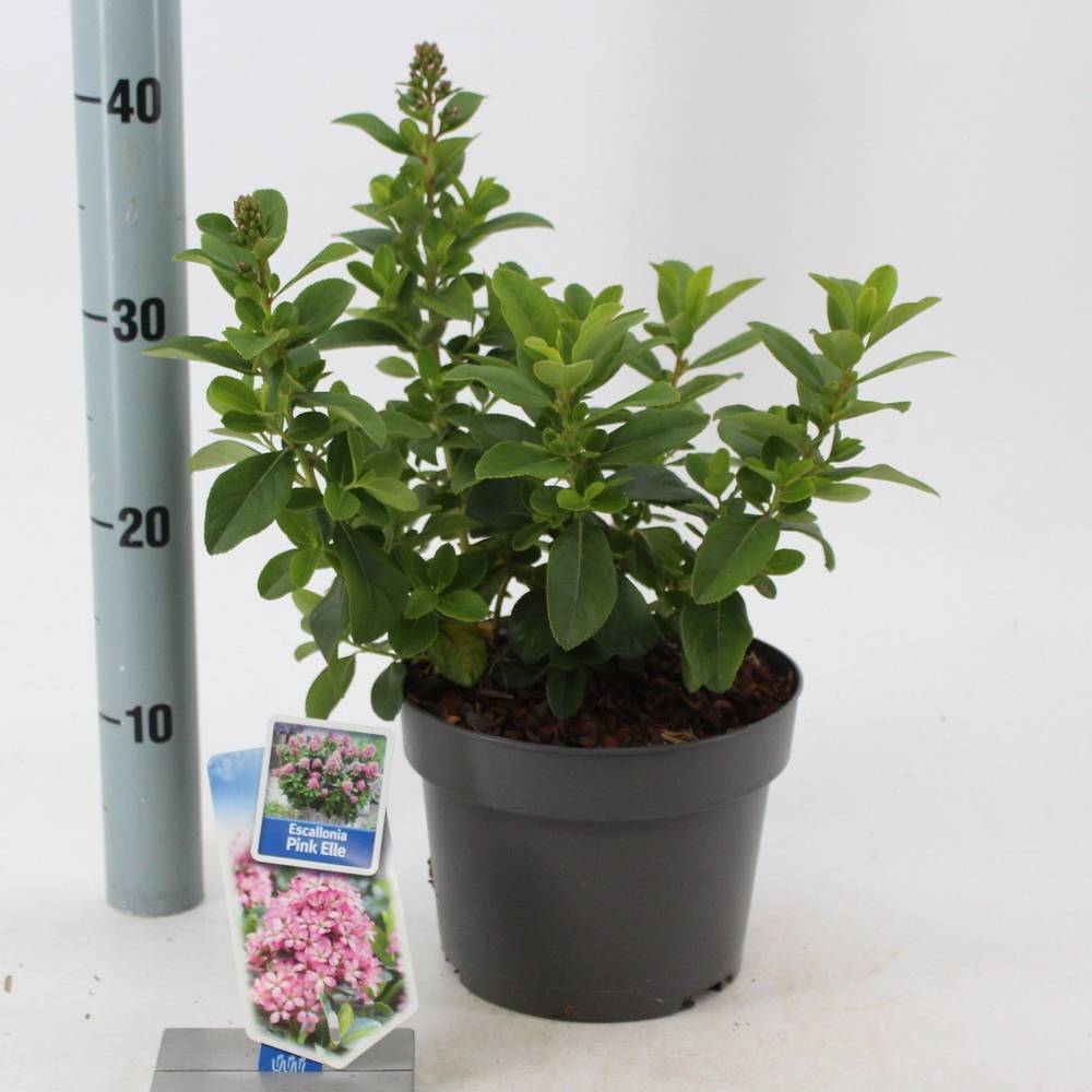 Escallonia laevis Pink Elle T19 H45
