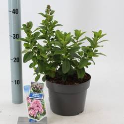 Escallonia laevis Pink Elle T19 H45
