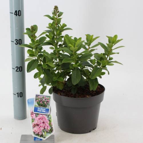Escallonia laevis Pink Elle T19 H45