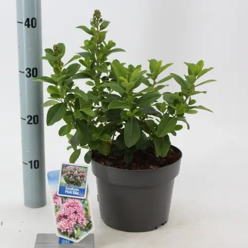 Escallonia laevis Pink Elle T19 H45