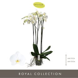 Phal.5-R weiss Alto T17 H110