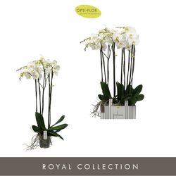 Phal.5-R weiss Alto T17 H110