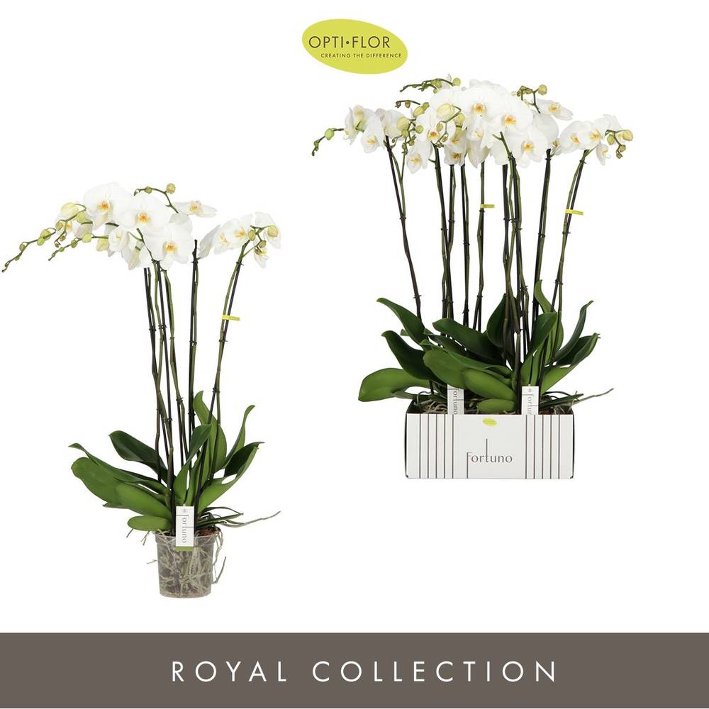 Phal.5-R weiss Alto T17 H110