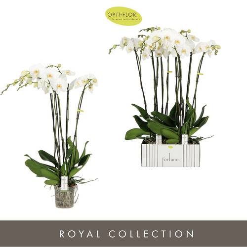 Phal.5-R weiss Alto T17 H110