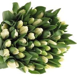 Tulpe weiss Antartica 46 Gramm