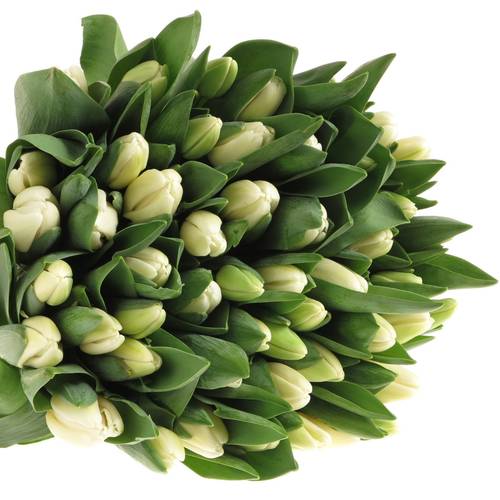 Tulpe weiss Antartica 46 Gramm