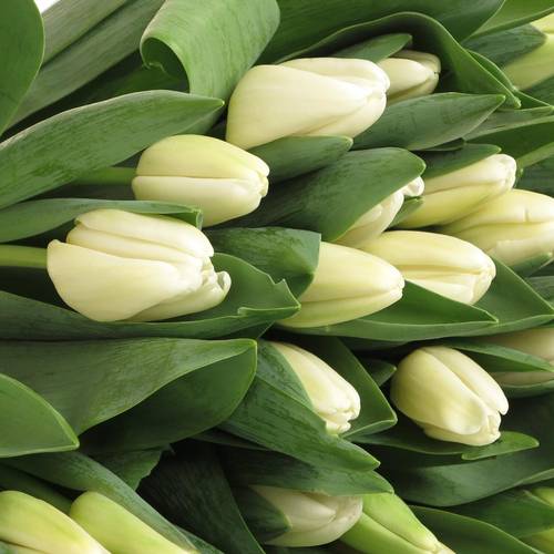 Tulpe weiss Antartica 46 Gramm