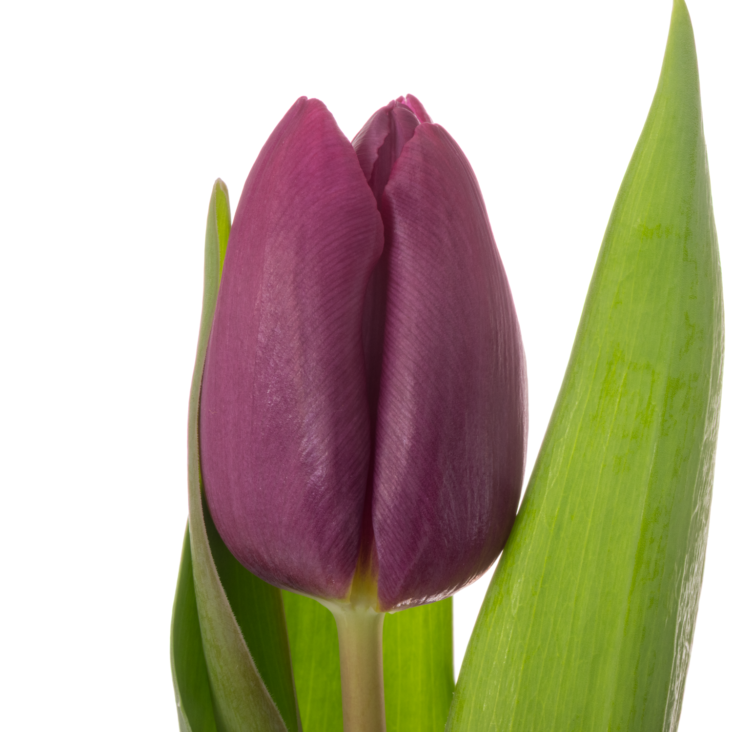 Tulpe lila Purple Prince 28 Gramm