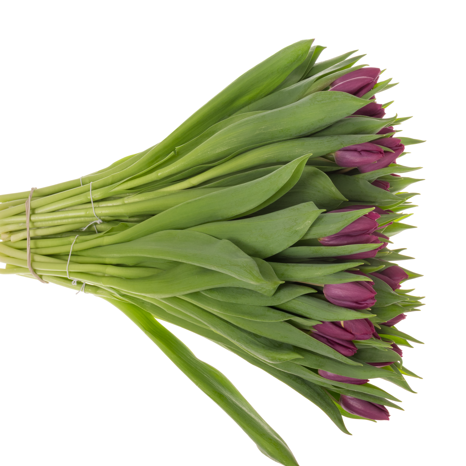 Tulpe lila Purple Prince 28 Gramm