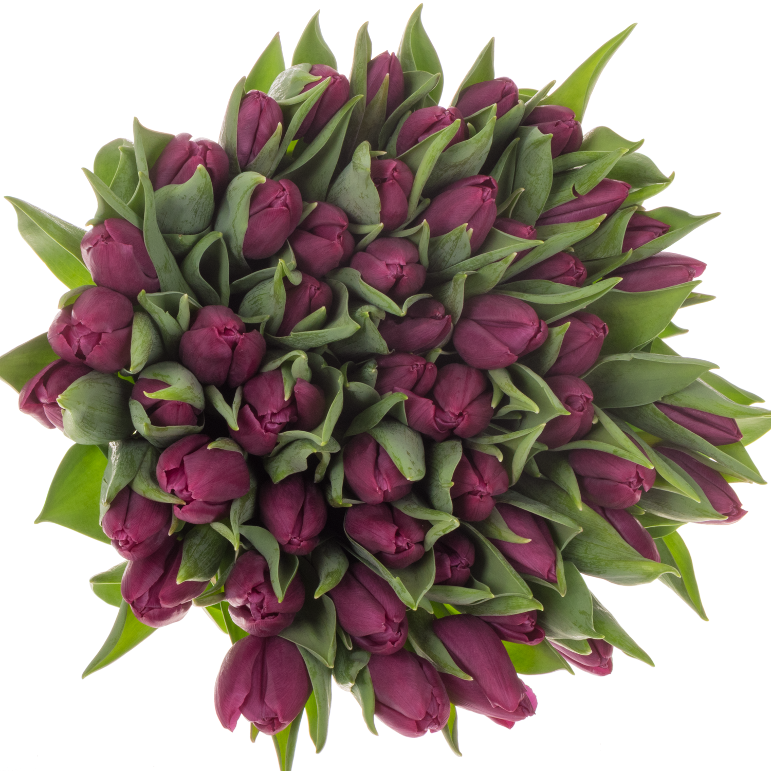 Tulpe lila Purple Prince 28 Gramm