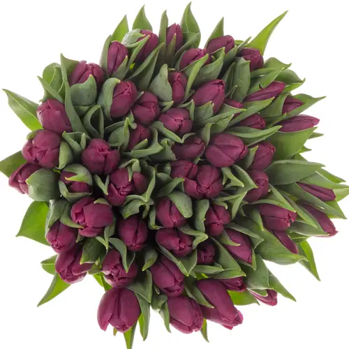 Tulpe lila Purple Prince 28 Gramm