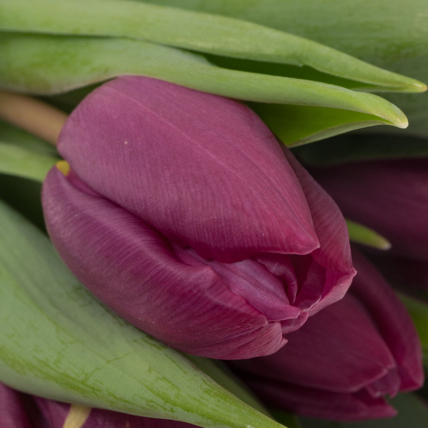 Tulpe lila Purple Prince 28 Gramm