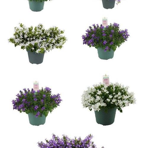 Camp.Add mix T15 H30