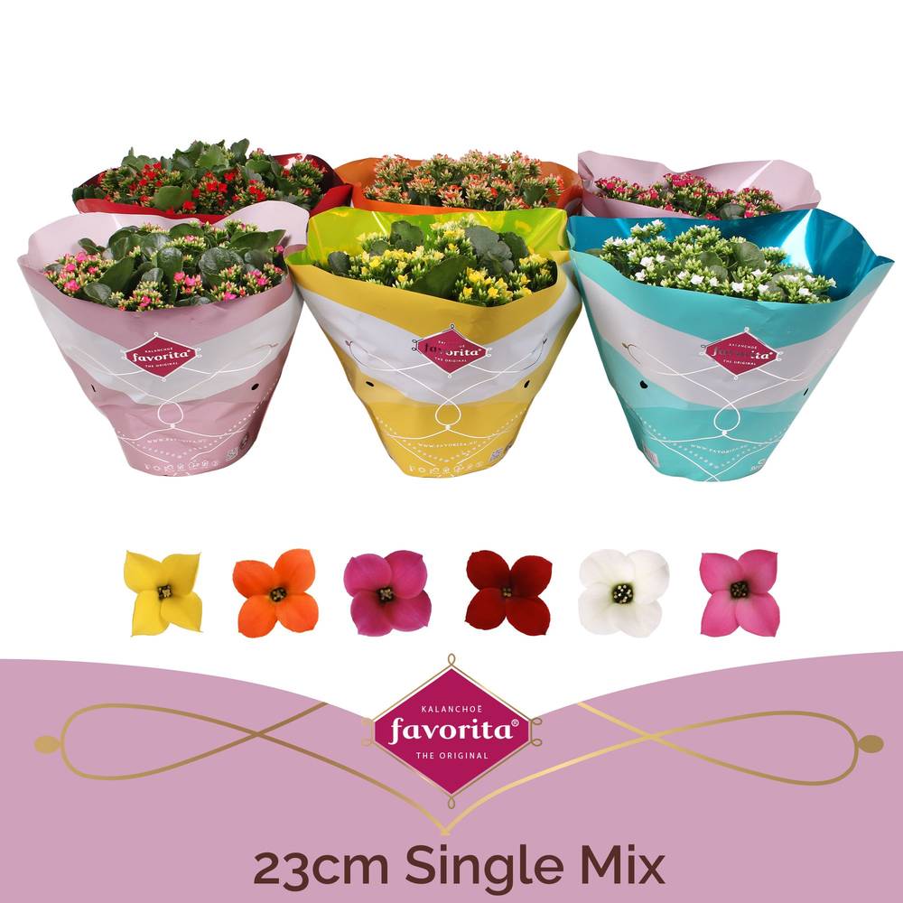Kal.Schale Einfachbl. mix T23 H27