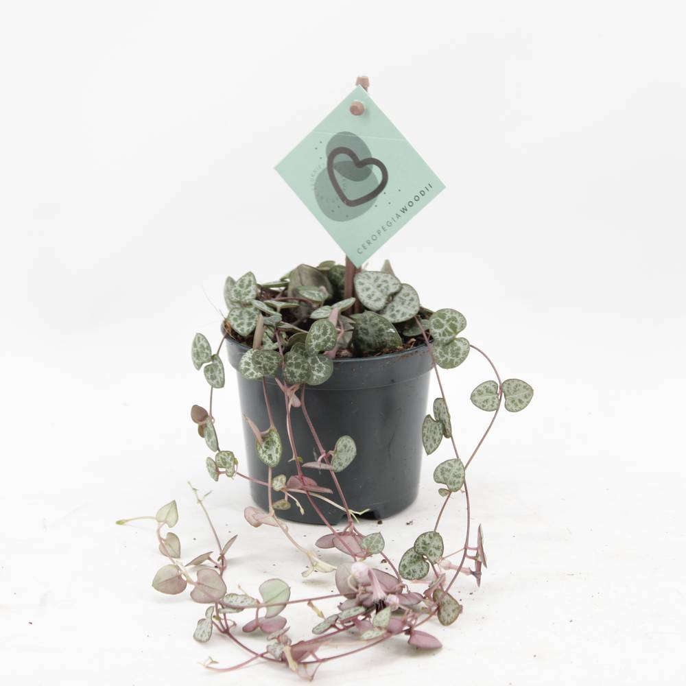 Ceropegia Woodii T08 H20