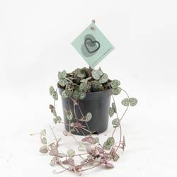 Ceropegia Woodii T08 H20