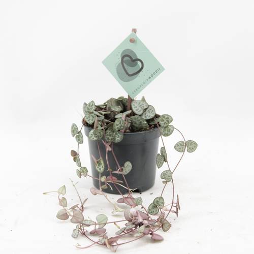 Ceropegia Woodii T08 H20