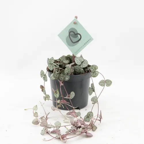 Ceropegia Woodii T08 H20