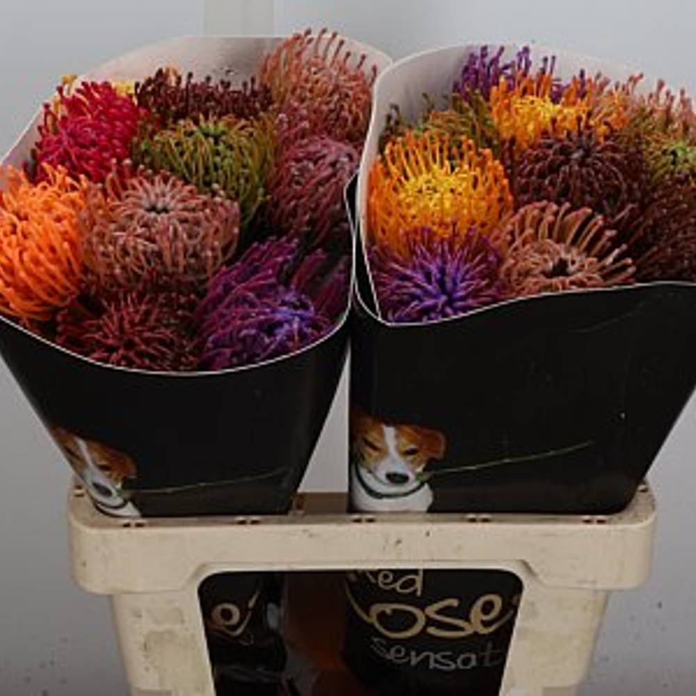 Nutans mix herbst Wachs 60cm