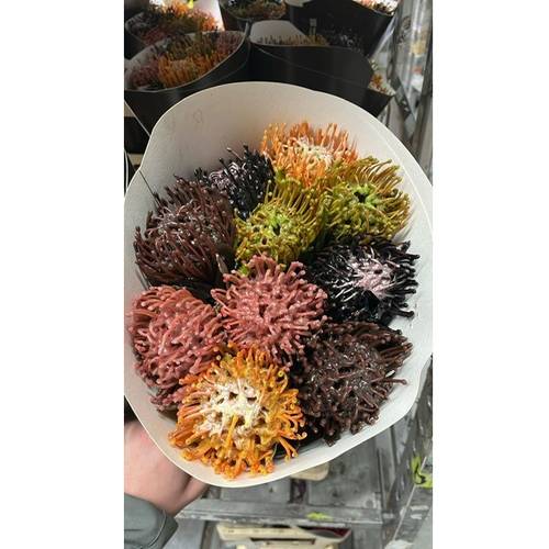 Nutans mix herbst Wachs 60cm