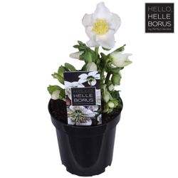 Helleborus weiss Chr. Carol T09 H20