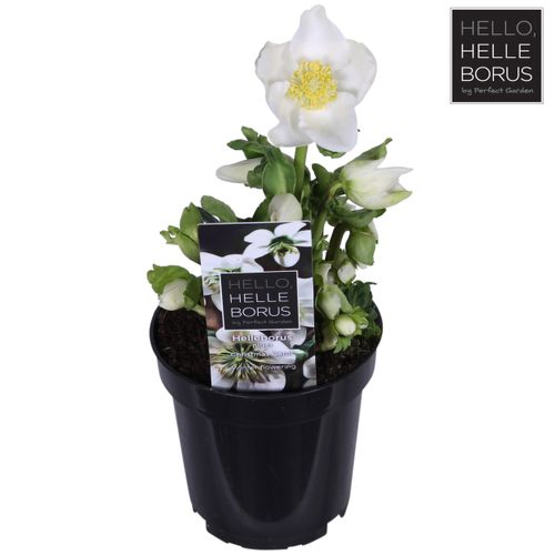 Helleborus weiss Chr. Carol T09 H20