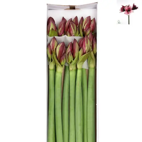 Amaryllis Krt.rot/weiss Daphne 3 Blutte !!