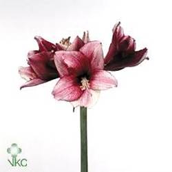 Amaryllis Krt.rot/weiss Daphne 3 Blutte !!