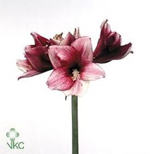 Amaryllis Krt.rot/weiss Daphne 3 Blutte !!