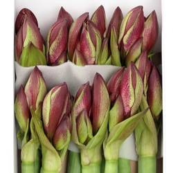 Amaryllis Krt.rot/weiss Daphne 3 Blutte !!
