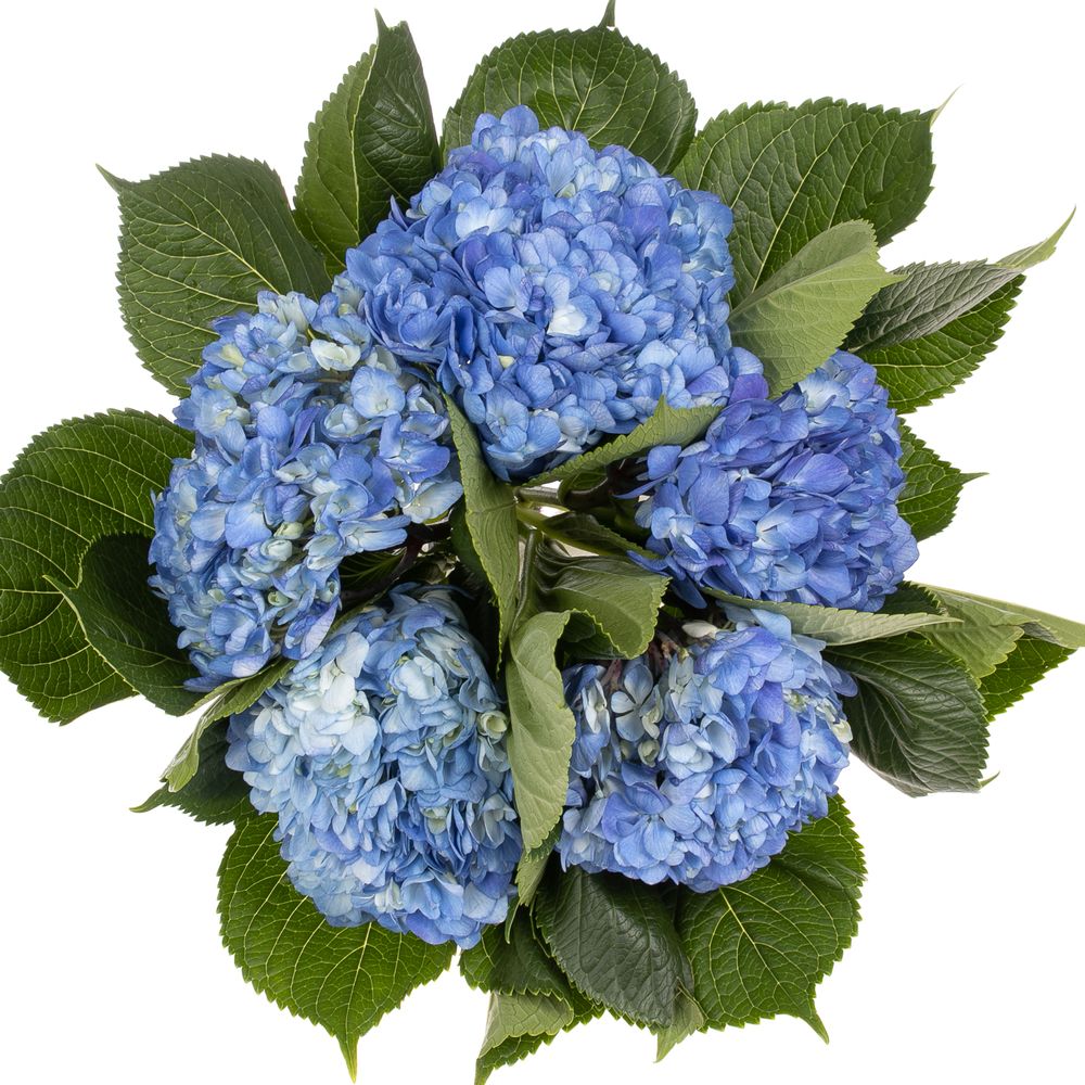 Hortensie blau dunkel (CO) Bol 13cm 60cm
