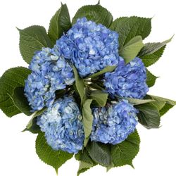 Hortensie blau dunkel (CO) Bol 13cm 60cm