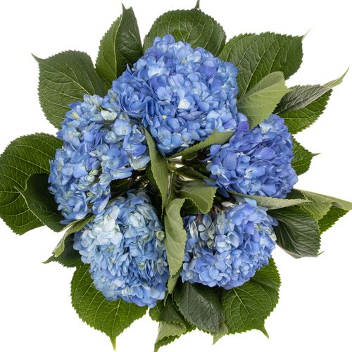 Hortensie blau dunkel (CO) Bol 13cm 60cm