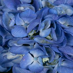 Hortensie blau dunkel (CO) Bol 13cm 60cm