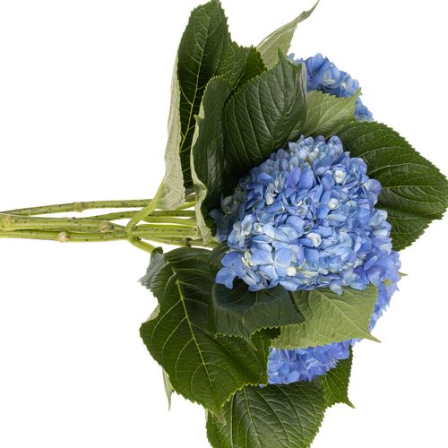 Hortensie blau dunkel (CO) Bol 13cm 60cm