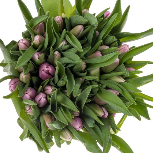 Tulpe lila Argos 44 Gramm
