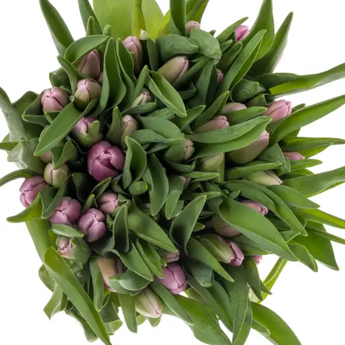 Tulpe lila Argos 44 Gramm