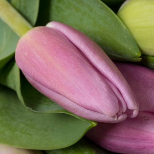 Tulpe lila Argos 44 Gramm