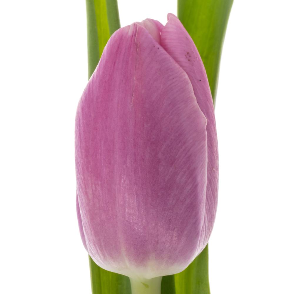 Tulpe lila Argos 44 Gramm