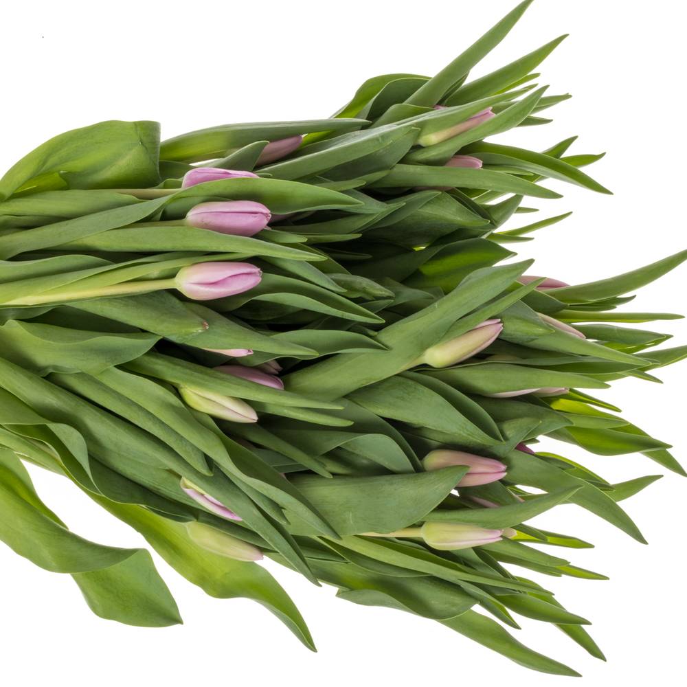 Tulpe lila Argos 44 Gramm