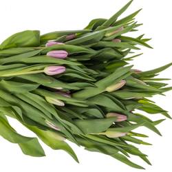 Tulpe lila Argos 44 Gramm