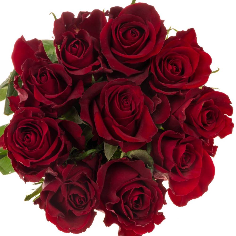 Rose rot Ever Red 60cm Valentinstag