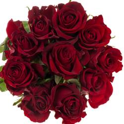 Rose rot Ever Red 60cm Valentinstag
