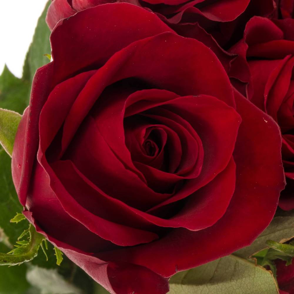 Rose rot Ever Red 60cm Valentinstag