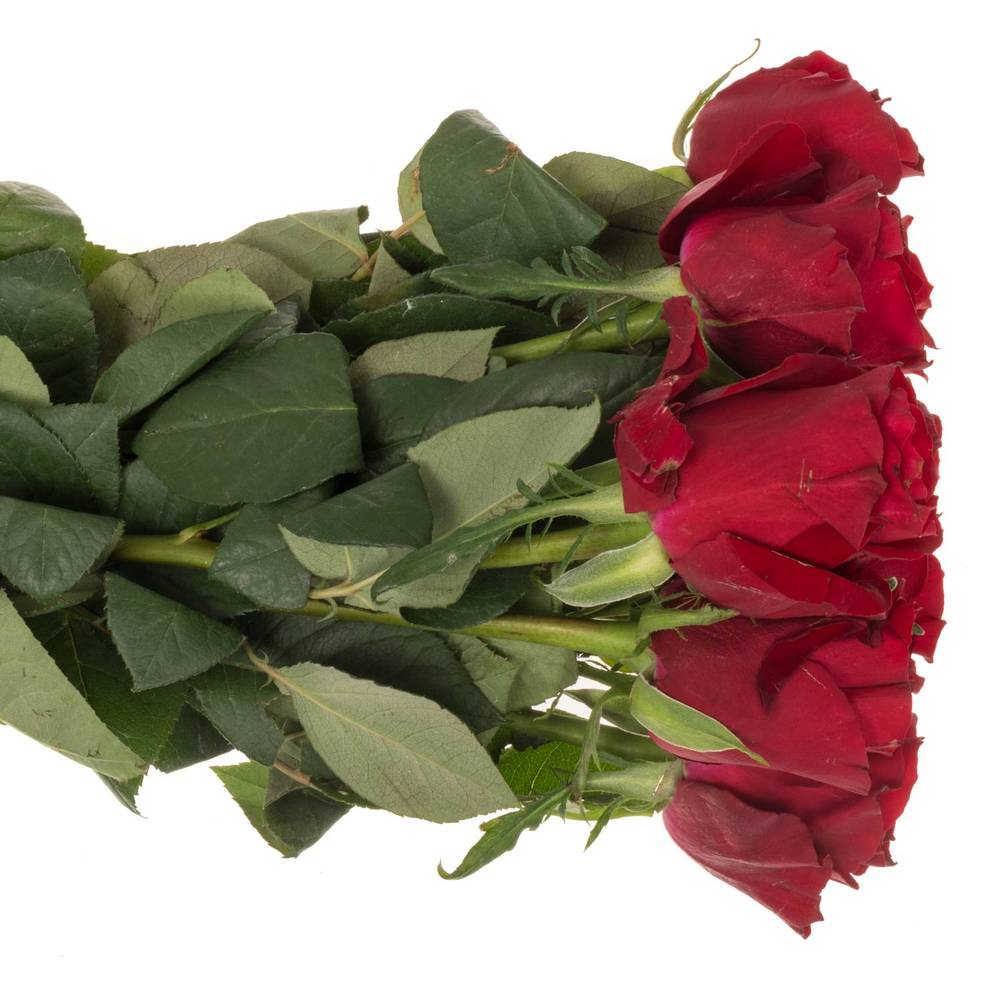 Rose rot Ever Red 60cm Valentinstag
