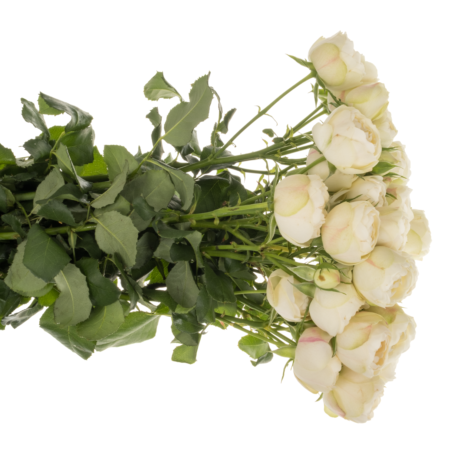 Rose verzweigt creme/weiss Mansfield White Park 70cm