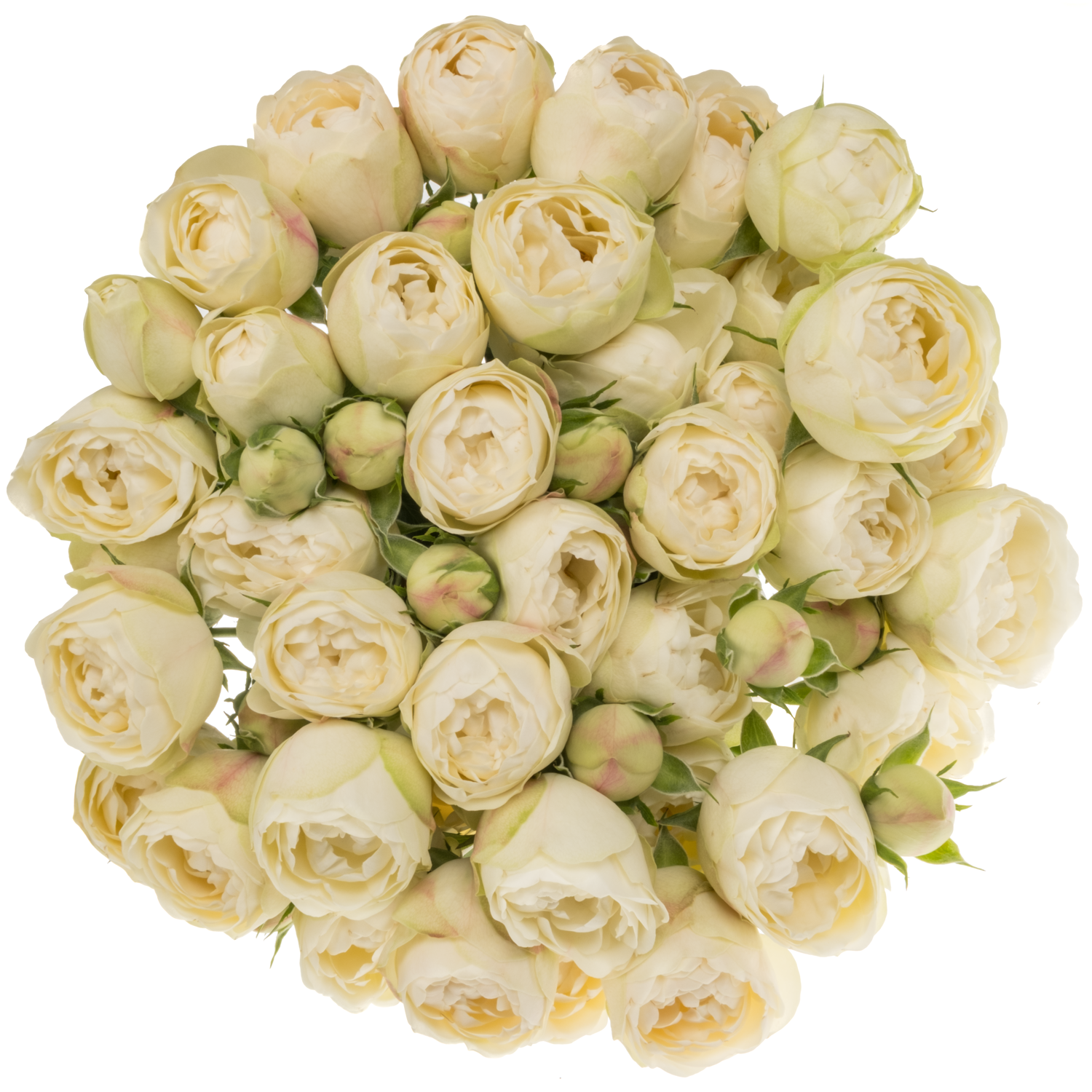 Rose verzweigt creme/weiss Mansfield White Park 70cm